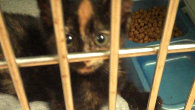 shelterkitten