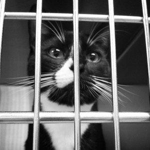 5b8c2-10747749_837752042921925_1954829831_n