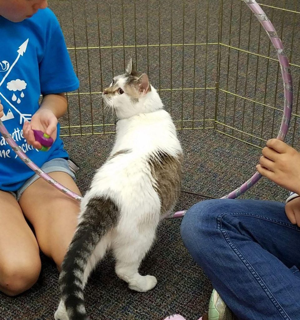 Youth Cat Training Program