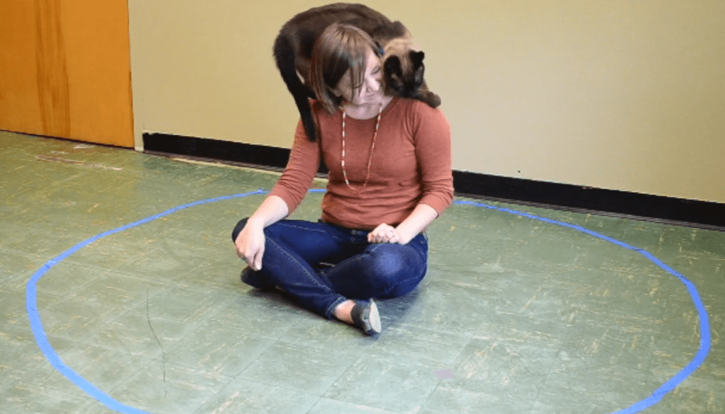 Cat Sociability Test